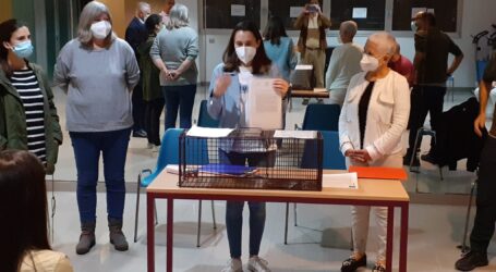 La Concejalía de Sanidad   inicia  una nueva campaña de esterilización de las colonias de gatos en San Bartolomé de Tirajana