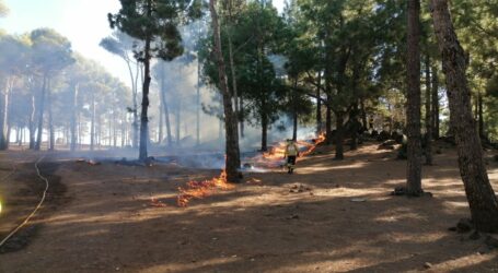 El Cabildo inicia la campaña de quemas prescritas en la Cumbre para prepararla ante los incendios forestales