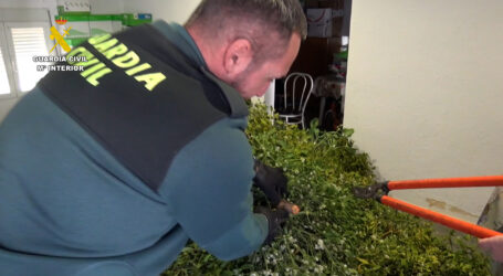 La Guardia Civil incauta 300 kg de muérdago que iba a ser comercializado con motivo de la campaña navideña