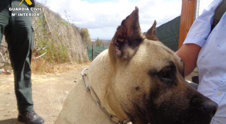 Investigada una veterinaria por cortar las orejas de tres cachorros de presas canarios