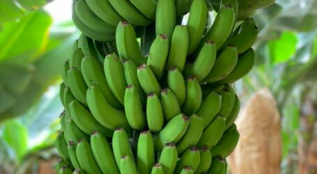El Gobierno de Canarias abona unos 70 millones de euros del primer pago de la ayuda del POSEI al plátano