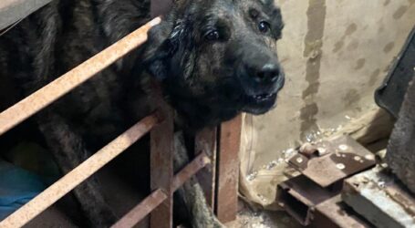 Un equipo de Bomberos del Parque de Arinaga libera a un perro en Agüimes