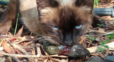 La ACBC rechaza la implantación de las colonias felinas sin criterios de conservación