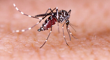 Sanidad detecta un nuevo ejemplar de Aedes aegypti en la terminal de cruceros del Muelle de Santa Catalina