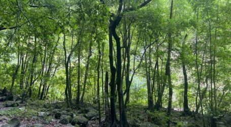 Un nuevo Plan Forestal para una Canarias verde