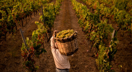 ‘La cultura del vino en Canarias’: un estudio  sobre el patrimonio inmaterial y los paisajes vitivinícolas