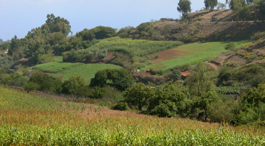 campo canario agricultores canarios