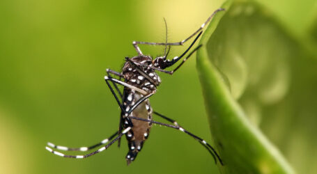 Se detectan dos nuevas larvas de Aedes aegypti en el Muelle de Santa Catalina