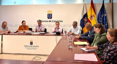 El Gobierno de Canarias destina 347.000 euros a la reproducción in vitro de plantas de piña sanas