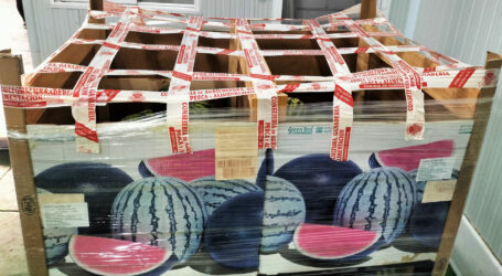 Incautados más de 1.500 kilos de sandías importadas ilegalmente en Tenerife