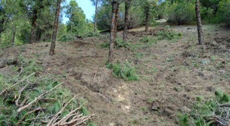 El nuevo Plan Forestal de Canarias busca anticiparse a los desafíos emergentes