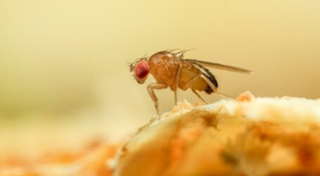 Mogán ayuda a los agricultores en la séptima campaña contra la mosca de la fruta