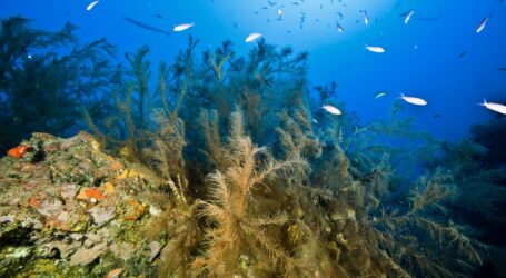 Una investigación de ECOAQUA descubre una nueva especie de anfípodo poblando el coral negro de Canarias