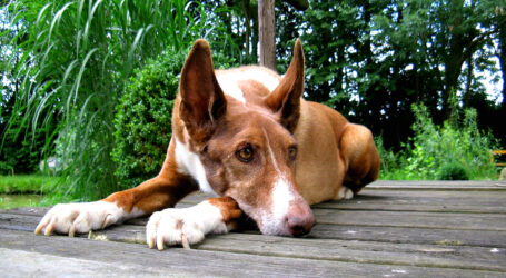 Mogán organiza un concurso de podencos y test de conducta canina