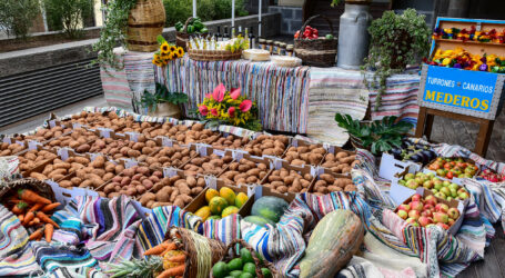 La 72º Romería-Ofrenda del Pino se celebra mañana congregando en Teror a toda Gran Canaria