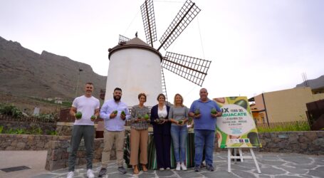 El domingo la IX Feria del Aguacate de Mogán podrá a la venta  más de 4,5 toneladas de este fruto