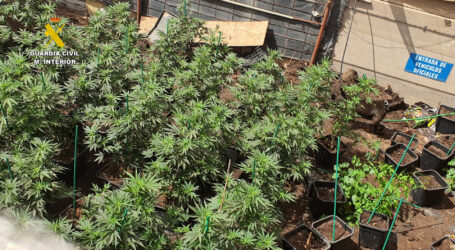 Detenido por cultivar 160 plantas prohibidas de Marihuana en la isla de Gran Canaria