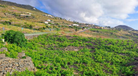 Drago Canarias exige reforzar la bioseguridad en puertos y aeropuertos para proteger el ecosistema insular