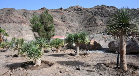 Mogán aclara que los árboles afectados por las obras del nuevo velatorio de Pino Seco fueron trasplantados y no talados