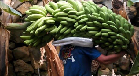 El plátano canario entra en “alerta roja” por la caída de precios y la falta de respuesta institucional