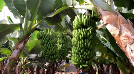 Nace la primera asociación en Canarias que integra a agricultores, ganaderos y pescadores