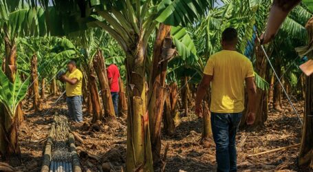 La plataforma platanera critica como inviable el aumento a 600 millones de kilos propuesto por Asprocan