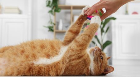 El juego, clave para la salud física y emocional de los gatos