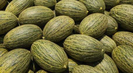 ATRATICAN alerta de la entrada ilegal de melón brasileño en Canarias