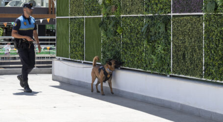 Detenido en Arguineguín tras intervención de la Unidad Canina con hachís y marihuana en un local nocturno