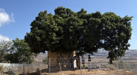 Urbanismo ordena el vallado de la Casa del Mato en El Tablero para proteger el inmueble histórico