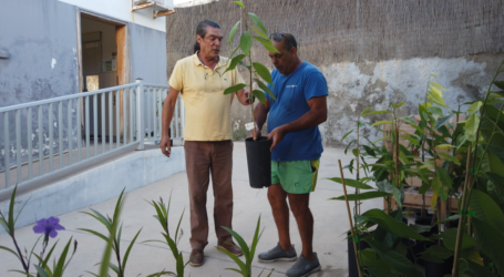 Mogán reparte 100 plantones de atemoya para diversificar su agricultura